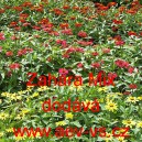 Ost&aacute;lka marylandsk&aacute; Zahara Mix