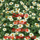 Ost&aacute;lka marylandsk&aacute; Zahara White