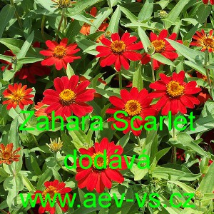 Ost&aacute;lka marylandsk&aacute; Zahara Scarlet