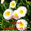 Sedmikr&aacute;ska obecn&aacute; B&iacute;l&aacute;