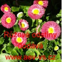 Sedmikr&aacute;ska obecn&aacute; Růžov&eacute; odst&iacute;ny