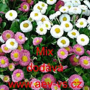 Sedmikr&aacute;ska obecn&aacute; Mix