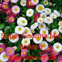 Sedmikr&aacute;ska obecn&aacute; Super Enorma Mix