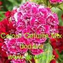 Hvozd&iacute;k bradat&yacute;, vousat&yacute; Colour Gef&uuml;llte Mix