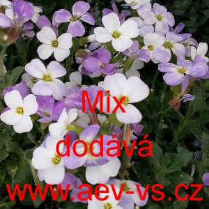 Tařička zahradn&iacute; Mix