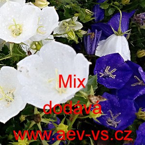 Zvonek karpatsk&yacute; Mix