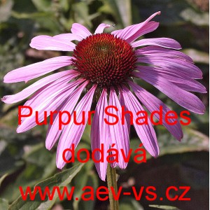 Třapatka nachov&aacute; Purpur Shades