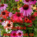 Třapatka nachov&aacute; zkř&iacute;žen&aacute; Paradiso Mix