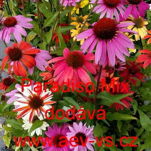 Třapatka nachov&aacute; zkř&iacute;žen&aacute; Paradiso Mix