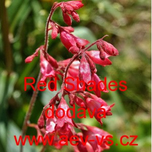 Dlužicha drobnokvět&aacute; Palace Purple