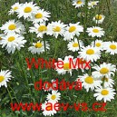 Kopretina největ&scaron;&iacute; White Mix