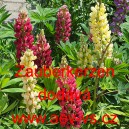 Vlč&iacute; bob mnoholist&yacute;, Lupina mnoholist&aacute; Zauberkerzen Mischung