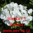 Mu&scaron;k&aacute;t p&aacute;skat&yacute; Blanka F1