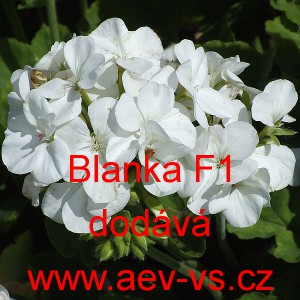 Mu&scaron;k&aacute;t p&aacute;skat&yacute; Blanka F1