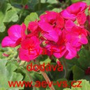 Mu&scaron;k&aacute;t p&aacute;skat&yacute; Eva F1