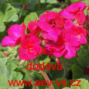 Mu&scaron;k&aacute;t p&aacute;skat&yacute; Eva F1