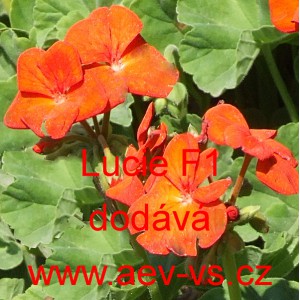 Mu&scaron;k&aacute;t p&aacute;skat&yacute; Lucie F1