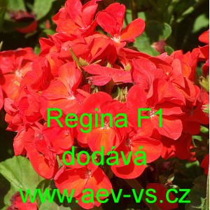 Mu&scaron;k&aacute;t p&aacute;skat&yacute; Regina F1