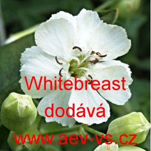 Silenka př&iacute;mořsk&aacute; Whitebreast