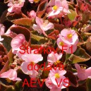 Kysala st&aacute;lekvetouc&iacute;, ledovka, beg&oacute;nie Strahov F1