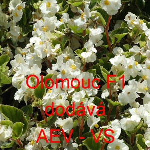 Kysala st&aacute;lekvetouc&iacute;, ledovka, beg&oacute;nie Olomouc F1