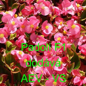 Kysala st&aacute;lekvetouc&iacute;, ledovka, beg&oacute;nie Padol&iacute; F1