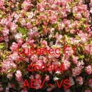 Kysala st&aacute;lekvetouc&iacute;, ledovka, beg&oacute;nie Lučenec F1