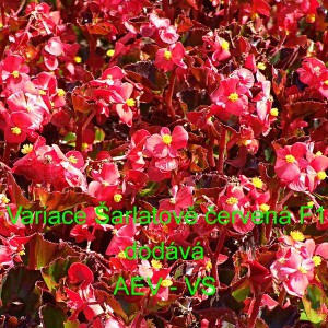 Kysala st&aacute;lekvetouc&iacute;, ledovka, beg&oacute;nie Variace &Scaron;arlatově červen&aacute; F1