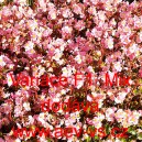 Kysala st&aacute;lekvetouc&iacute;, ledovka, beg&oacute;nie Variace F1 Mix