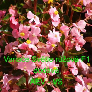 Kysala st&aacute;lekvetouc&iacute;, ledovka, beg&oacute;nie Variace F1 Světle růžov&aacute; 