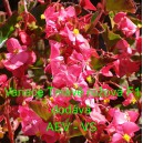 Kysala st&aacute;lekvetouc&iacute;, ledovka, beg&oacute;nie Variace Tmavě růžov&aacute; F1