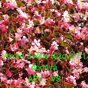 Kysala st&aacute;lekvetouc&iacute;, ledovka, beg&oacute;nie Akord F1 Světle růžov&aacute; 