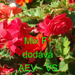 Kysala velkokvět&aacute;, hl&iacute;znat&aacute;, beg&oacute;nie F1 Mix