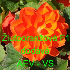 Kysala velkokvět&aacute;, hl&iacute;znat&aacute;, beg&oacute;nie Žlutooranžov&aacute; F1