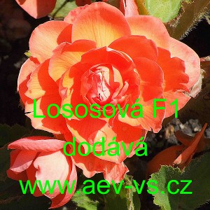 Kysala velkokvět&aacute;, hl&iacute;znat&aacute;, beg&oacute;nie Lososov&aacute; F1