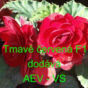 Kysala velkokvět&aacute;, hl&iacute;znat&aacute;, beg&oacute;nie Tmavě červen&aacute; F1
