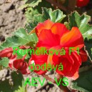 Kysala velkokvět&aacute;, hl&iacute;znat&aacute;, beg&oacute;nie Rumělkov&aacute; F1