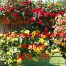 Kysala velkokvět&aacute;, beg&oacute;nie hl&iacute;znat&aacute;, převisl&aacute; Chanson Směs F1