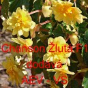 Kysala velkokvět&aacute;, beg&oacute;nie hl&iacute;znat&aacute;, převisl&aacute; Chanson Žlut&aacute; F1