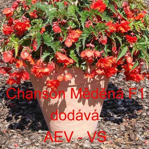 Kysala velkokvět&aacute;, beg&oacute;nie hl&iacute;znat&aacute;, převisl&aacute; Chanson Měděn&aacute; F1