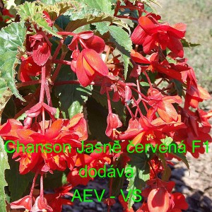 Kysala velkokvět&aacute;, beg&oacute;nie hl&iacute;znat&aacute;, převisl&aacute; Chanson Jasně červen&aacute; F1