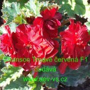 Kysala velkokvět&aacute;, beg&oacute;nie hl&iacute;znat&aacute;, převisl&aacute; Chanson Tmavě červen&aacute; F1