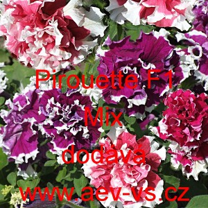 Pet&uacute;nie velkokvět&aacute; Duo F1 Mix plnokvět&aacute;