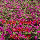 Pet&uacute;nie zkř&iacute;žen&aacute; &bdquo;surf&iacute;nie&ldquo; převisl&aacute; Purple Velvet F1