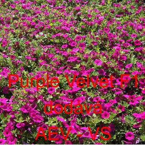 Pet&uacute;nie zkř&iacute;žen&aacute; &bdquo;surf&iacute;nie&ldquo; převisl&aacute; Velvet F1 Purple