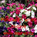 Pet&uacute;nie mnohokvět&aacute; Směs F1