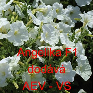 Pet&uacute;nie mnohokvět&aacute; Angelika F1