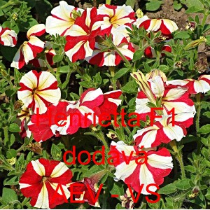 Pet&uacute;nie mnohokvět&aacute; Henrietta F1