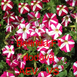 Pet&uacute;nie mnohokvět&aacute; Belinda F1