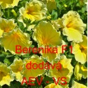 Pet&uacute;nie mnohokvět&aacute; Berenika F1